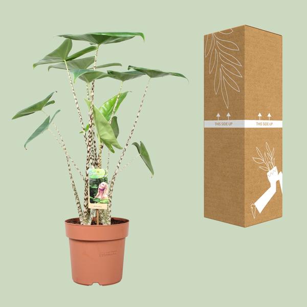 Alocasia Zébrina - Ø21cm - ↕80cm