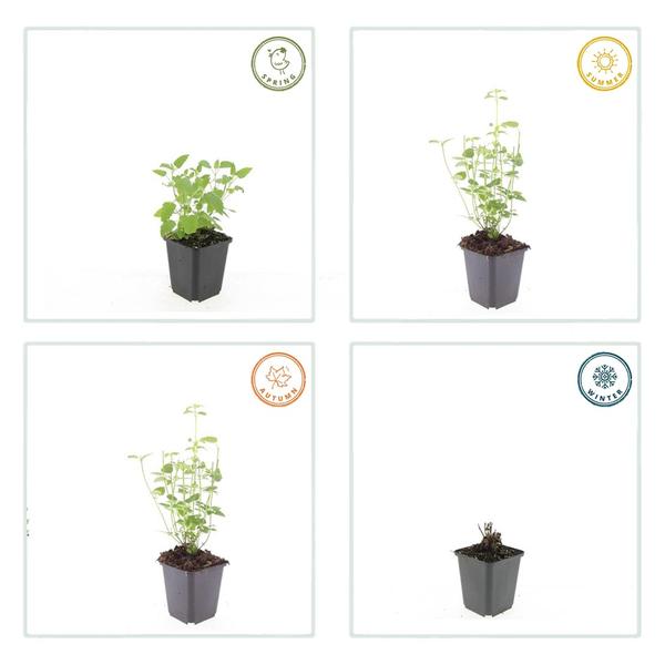 Agastache 'Vipère Noire' - ↕10-25cm - Ø9cm - 12x