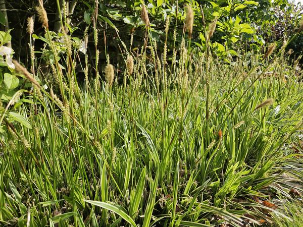 Carex morrowii 'Aureovariegata' - ↕10-25cm - Ø9cm - 60x