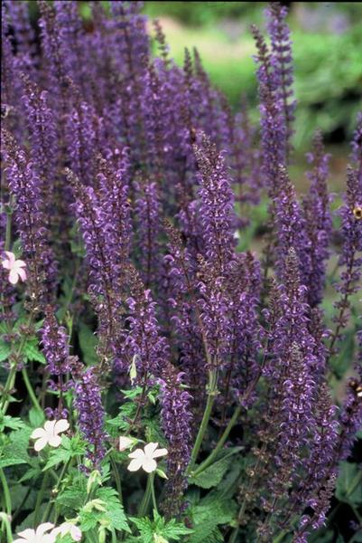 Salvia nem. 'Mainacht' - ↕10-25cm - Ø9cm - 60x