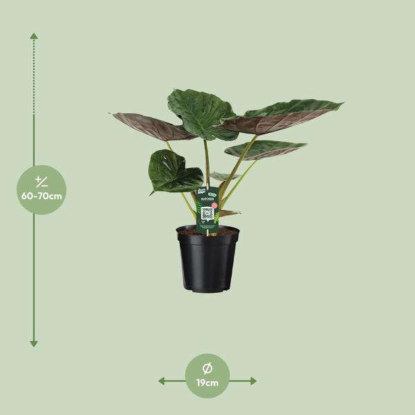 Alocasia Wentii - Oreille d'éléphant - Ø19cm - ↕70cm