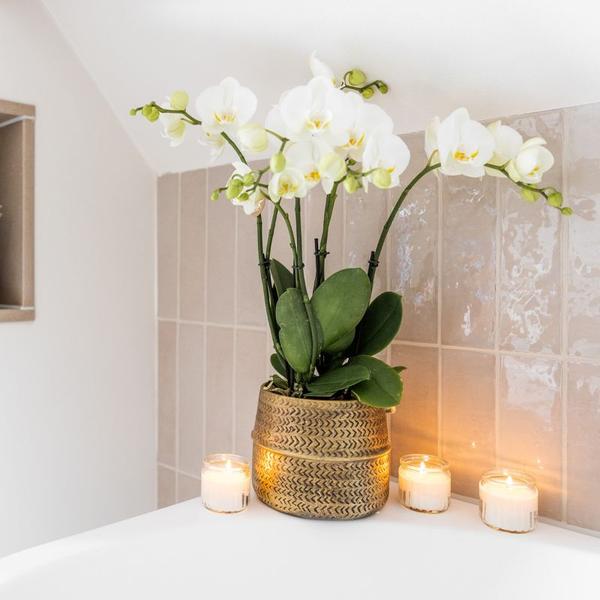 Compagnie des Colibris | Ensemble de plantes Groove | Orchidée Phalaenopsis blanche Gand et plantes succulentes avec pots décoratifs en céramique