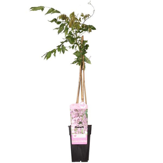 Glycine floribunda 'Rosea' - Pluie rose - Ø15cm - ↕65cm
