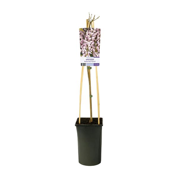 Glycine Floribunda 'Rosea' +Étiquette lumineuse - Ø17cm - ↕75cm