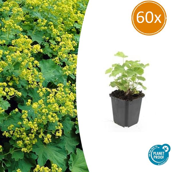 Alchemilla mollis - ↕10-25cm - Ø9cm - 60x