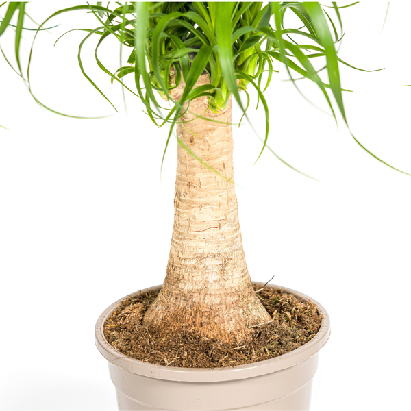 Beaucarnea Recurvata Stam Ø17cm - ↕50cm