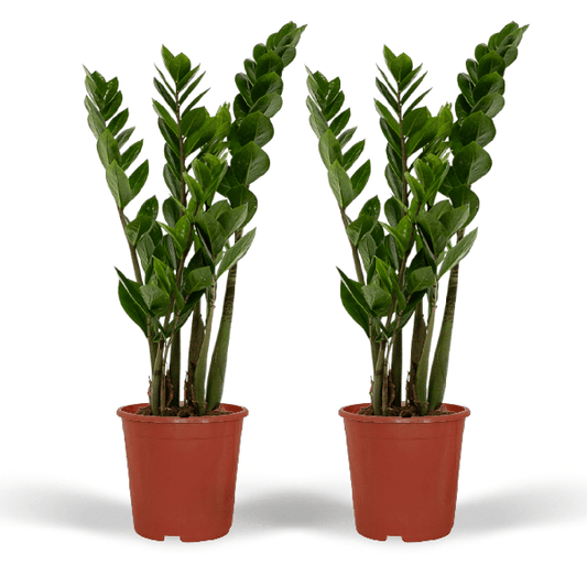 2x Zamioculcas Zamiifolia - Palmier émeraude - 50cm - ø14