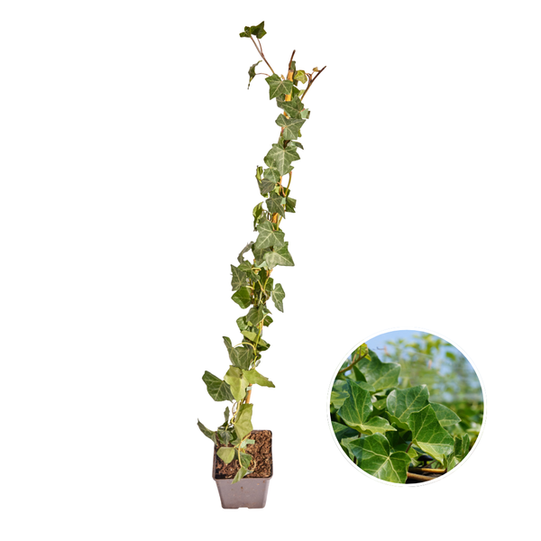 Hedera Hibernica - Lierre - Collé - ↨80 - 100 cm