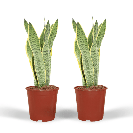 2x Sansevieria Laurentii - Langue de Dame - 40cm - ø14