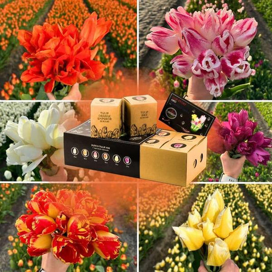 Flowerbulbs Amsterdam - Mélange de tulipes hollandaises - Boîte de luxe grande, 90 bulbes de fleurs pour 2,5 m2 de splendeur florale - Taille 12+