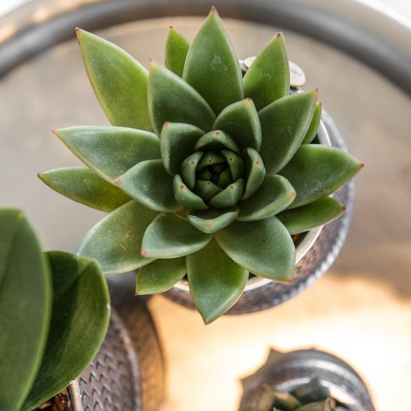 Kolibri Greens | Succulenten set van 2 planten in zilveren groove sierpotten - keramiek potmaat Ø9cm