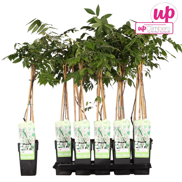 Glycine floribunda Alba - Pluie blanche - Ø15cm - ↕65cm