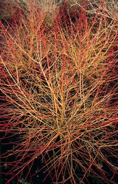 Cornus sang. 'Anny's Winter Orange' - ↕10-25cm - Ø9cm - 60x