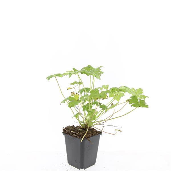 Geranium 'Tiny Monster' - ↕10-25cm - Ø9cm - 60x