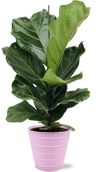 Ficus Lyrata - Ø17cm - ↕75cm + Bodhi Pot D18x17cm - Roze