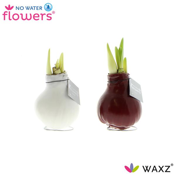 No Water Flowers Waxz Colorz - 2 stuks - Ø7 cm - ↕15 cm