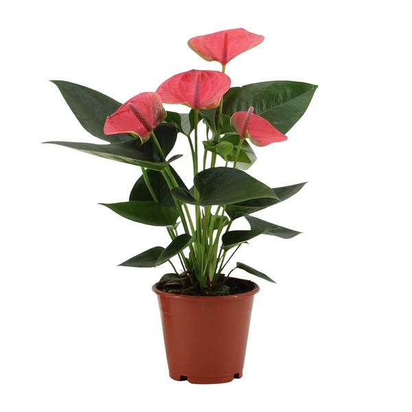 Anthurium Sweet Dream Dans Pochette Transparente - Ø12cm - ↕36cm