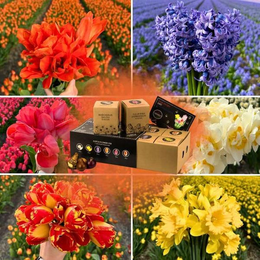 Flowerbulbs Amsterdam - Dutch Flower Mix - Boîte de luxe grande, 75 bulbes à fleurs pour 2 m2 de splendeur florale - Taille 12+