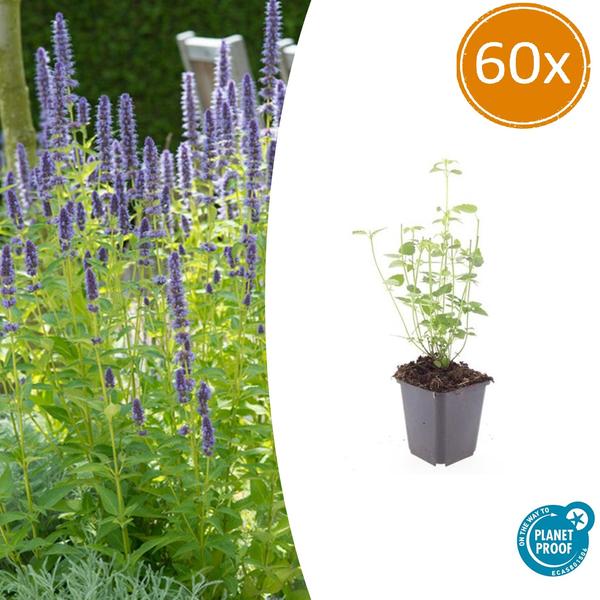 Agastache 'Black Adder' - ↕10-25cm - Ø9cm - 60x