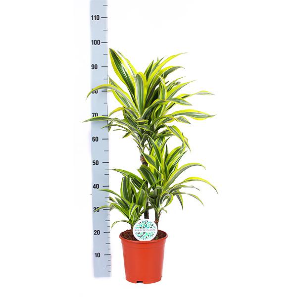 Dracaena Citron Lime Ø21cm - ↕65cm