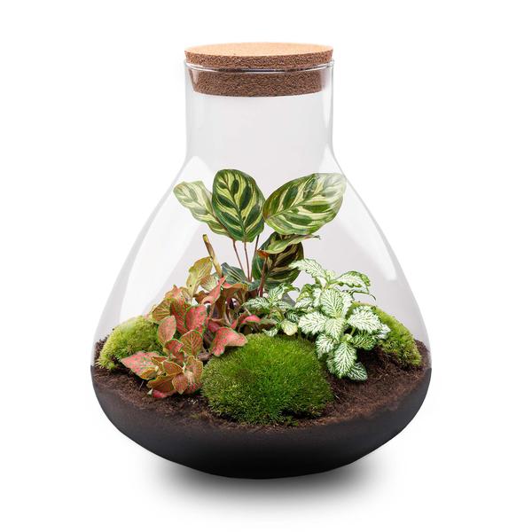 DIY terrarium - Sam XL Rood - ↕ 35 cm - Normal