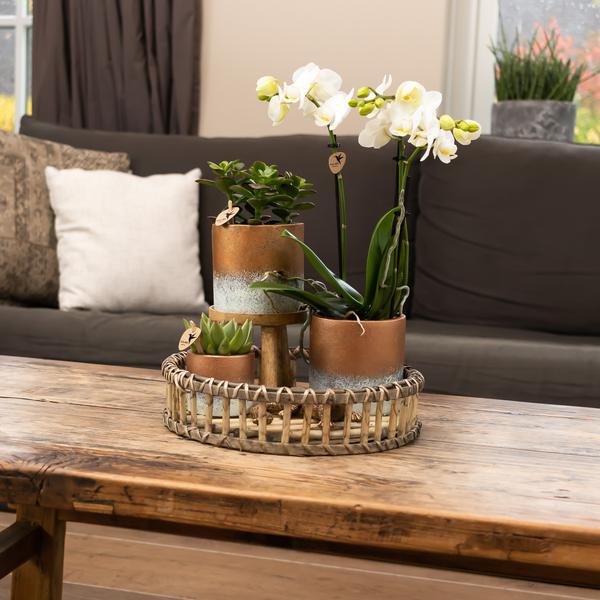 Maison Colibri | Support à plantes - Réhausse à plantes en bois Ø12cm