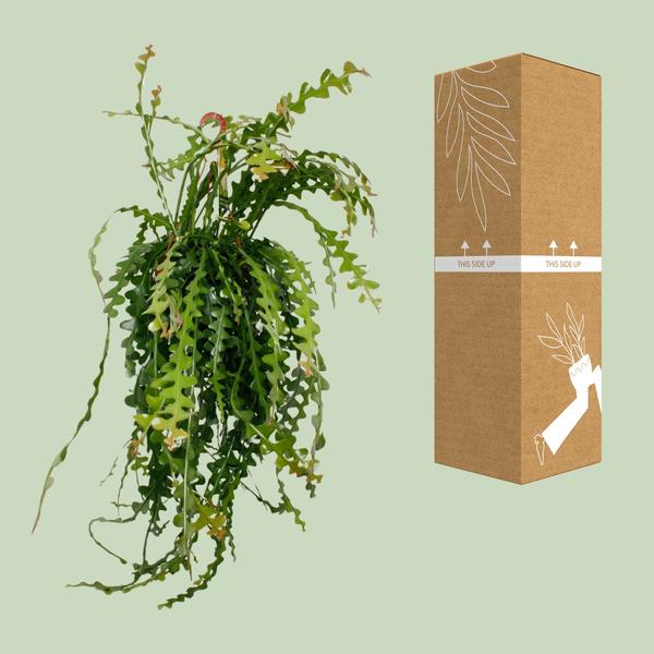 Ephiphyllum Anguliger - Ø21cm - ↕50cm