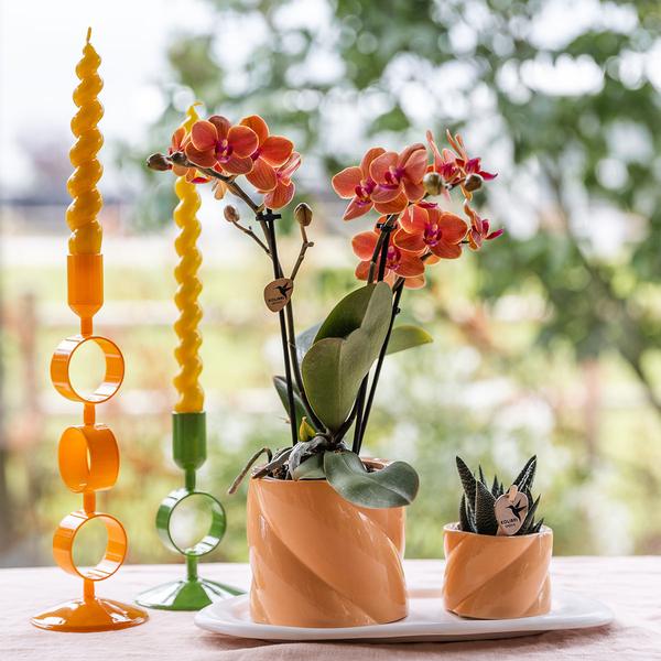 Orchidées colibris | Coffret Optimisme petite pêche | Plante verte avec orchidée Phalaenopsis orange dans des pots décoratifs de bonbons sur un plateau biologique blanc