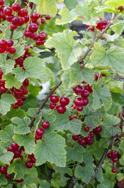 Ribes rubrum 'Jokheer van Tets' - Groseille - Ø13cm - ↕45cm