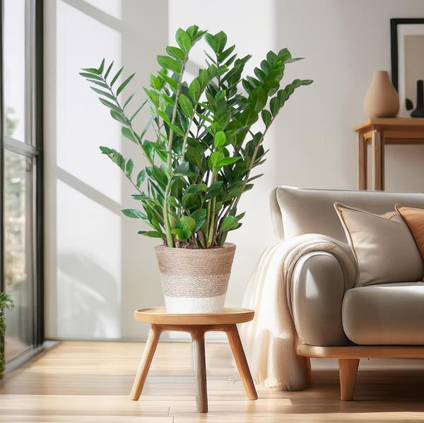 Zamioculcas Zamiifolia avec Panier Lisbonne blanc - 80cm - Ø21