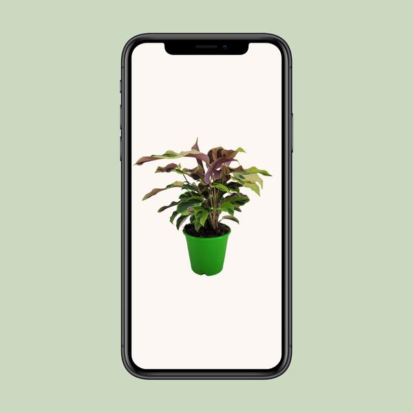 Calathea Yellow Fusion Ø14cm - ↕40cm