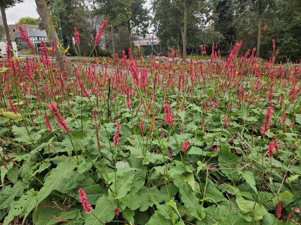 Persicaria amplexicaulis - ↕10-25cm - Ø9cm - 40x