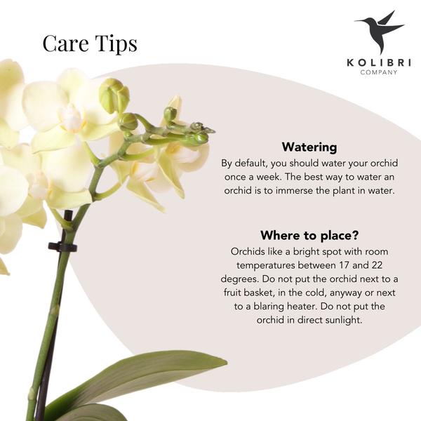 Kolibri Orchids | gele Phalaenopsis orchidee - Mexico + Diabolo pot sand - potmaat Ø9cm | bloeiende kamerplant - vers van de kweker