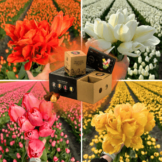Flowerbulbs Amsterdam - Mélange de tulipes hollandaises - Boîte de luxe moyenne, 40 bulbes de fleurs pour 1 m2 de splendeur florale - Taille 12+