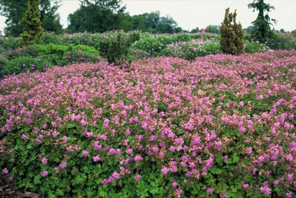 Geranium cant. 'Cambridge' - ↕10-25cm - Ø9cm - 60x