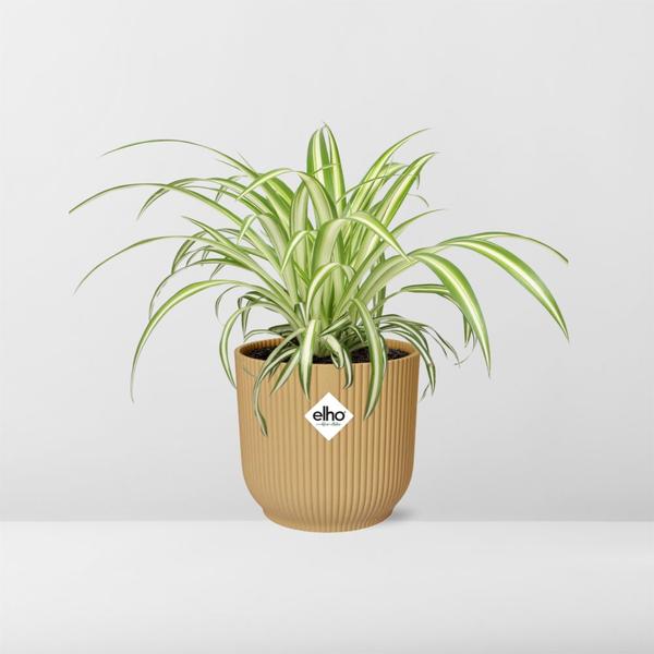Chlorophytum Comosum Variegatum en ELHO Vibes Fold 14cm jaune