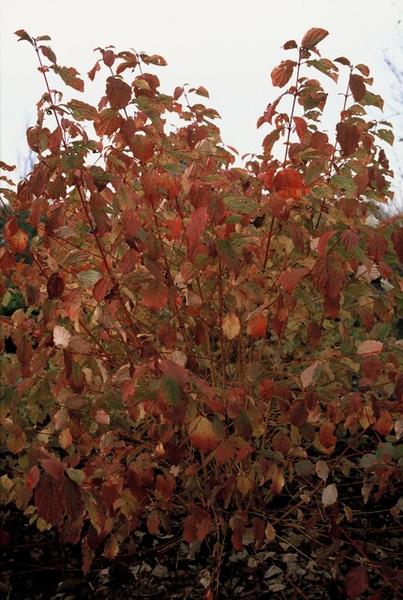 Cornus sang. 'Anny's Winter Orange' - ↕10-25cm - Ø9cm - 60x