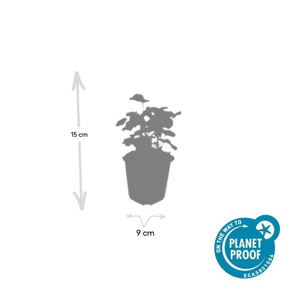 Alchemilla mollis - ↕10-25cm - Ø9cm - 60x