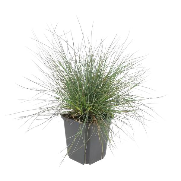 Festuca glauca 'Elijah Bleu' - ↕10-25cm - Ø9cm - 6x