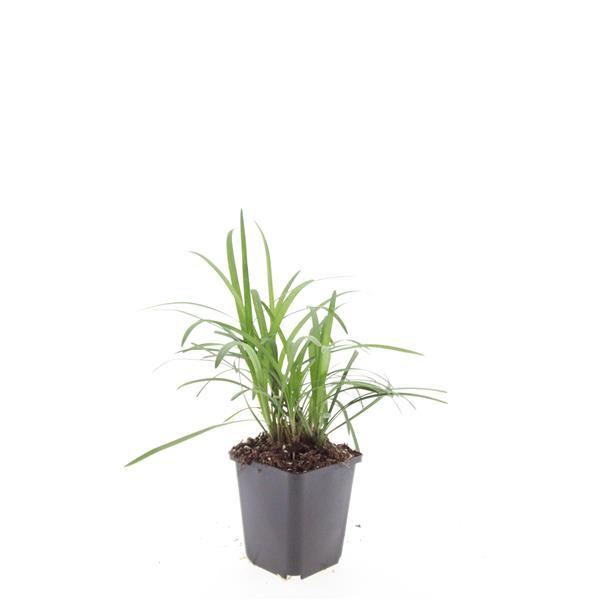 Liriope muscari 'Monroe White' - ↕10-25cm - Ø9cm - 60x