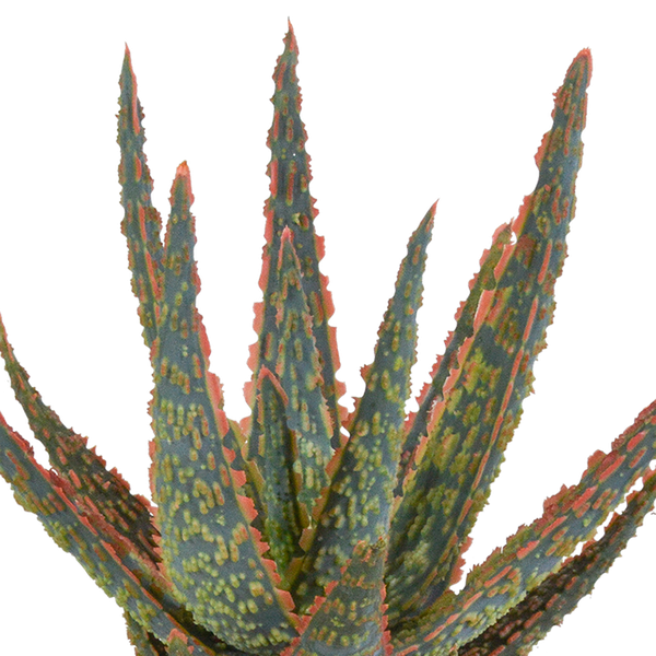 Aloe zebrina Dannyz 10,5cm - sans pot