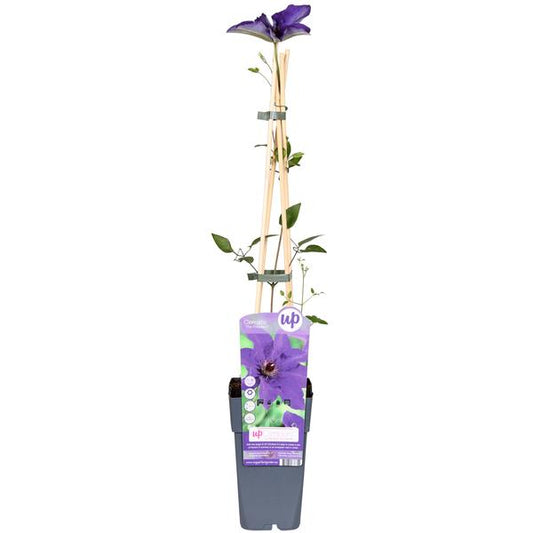 Clématite Le Président - Clématite Violette - Ø15cm - ↕65cm
