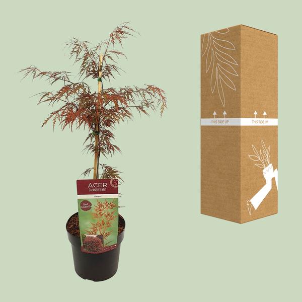 Paume d'acer. 'Grenat' - Ø19cm - ↕40cm