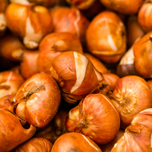 Mélange de bulbes de tulipes, paquet de 15 sachets