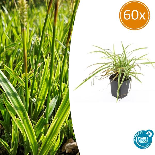 Carex morrowii 'Aureovariegata' - ↕10-25cm - Ø9cm - 60x