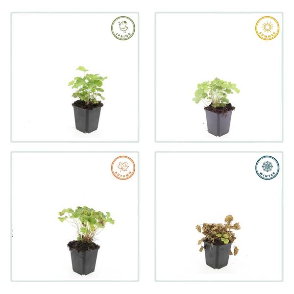 Alchemilla mollis - ↕10-25cm - Ø9cm - 60x