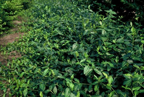 Euonymus fort. 'Dart's Blanket' - ↕10-25cm - Ø9cm - 60x