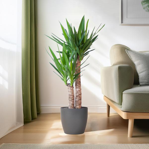 Yucca Elephantipes avec Viber noir - 90cm - Ø21