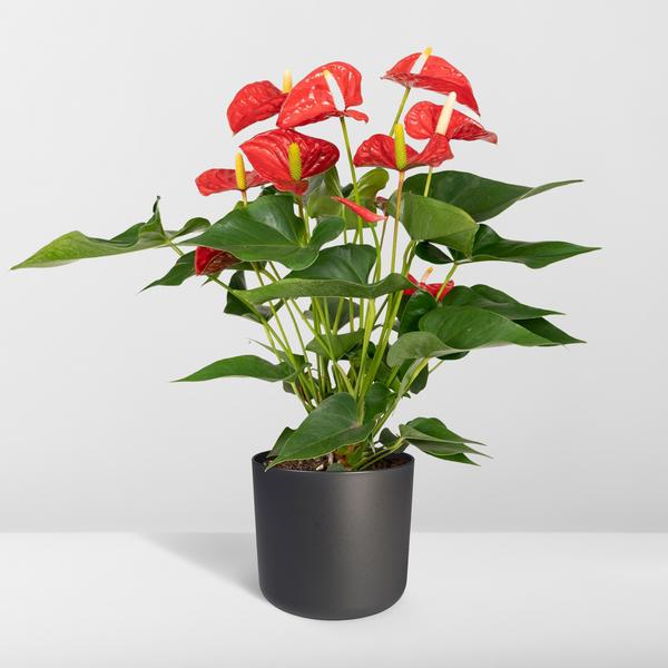 Anthurium Rouge - Ø17cm - ↕55cm