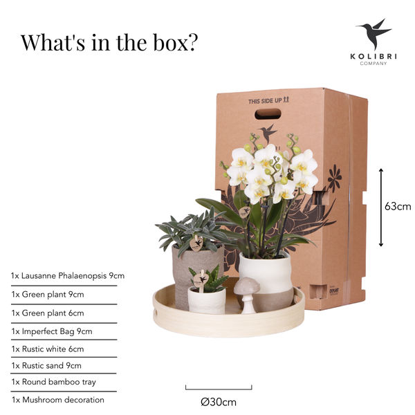 Compagnie des Colibris | Ensemble de plantes Slow Living | Orchidée Phalaenopsis blanche Lausanne et plantes succulentes avec pots décoratifs en céramique